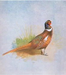 Fasan, veröffentlicht von Book Club Associates, 1972